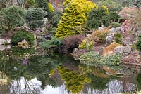 A winter garden with evergreen conifers reflected in the pond.