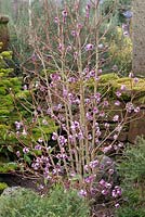 Daphne bholua var. glacialis 'Burkha', an upright deciduous shrub which, in winter, bears richly scented, pink flowers.