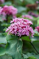 Clerodendrum bungei, glory flower, a deciduous shrub with sweetly smelling flowers and unpleasantly smelling leaves. September.