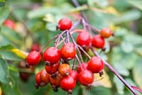 Rose hips in late summer.