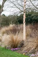 A winter border with ornamental grasses surrounding a silver birch tree.