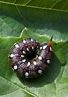 Caterpillar of Hyles euphorbiae - spurge hawk moth - October, France