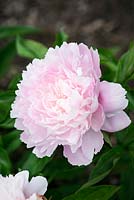 Paeonia 'Therese'