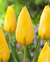 Tulipa 'Muscadet'
