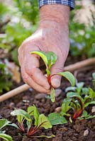 Thinning swiss chard - Beta vulgaris subspecies cicla - Rainbow Chard