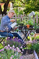 Man transplanting seedlings of Cosmos in spring garden. Watering.