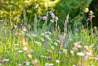 Wildflower meadow in may: Leucanthemum vulgare -  ox-eye daisy, Knautia arvensis - Field Scabious.