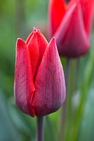 Tulipa 'Couleur Cardinal'