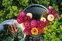 Zinnias cut into water with separate bucket for stripping leaves