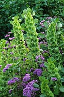 Molucella laevis with Ageratum. Bells of Ireland