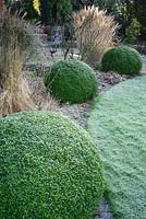 Clipped box spheres edge the circular lawn in the back garden on a frosty morning at Windy Ridge, Little Wenlock, Shropshire, UK