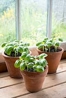 Pots of sweet basil, Ocimum basilicum,  in terracotta pots by window.