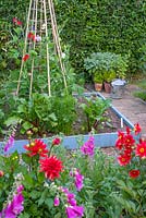 Informal mixed kitchen garden in summer with Sweet pea, 'Sweet Chariot,