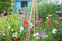 Informal mixed kitchen garden in summer featuring Sweet pea, 'Sweet Chariot,