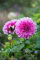 Dahlia 'Otto's Thrill'. Jo Thompson garden Design, Ticehurst, East Sussex