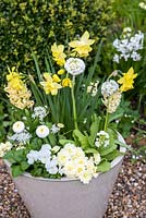 Yellow and white spring container with Narcissus 'Pipit', Primula dentata 'Alba', Hyacinth 'Woodstock', bellis perennis and violas