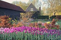 Mixed Tulipa in spring beds with beech hedging and barn beyond. Garden: Ulting Wick, Essex. Owner: Philippa Burrough