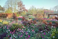 Colourful spring planting of mixed Tulipa -'Barcelona', 'Shirley', 'Survivor', 'China Pink', 'Queen of the Night', 'Hot Pants', Heuchera 'Amethyst', Pennisetum orientale, Penstemon 'Devonshire Cream' Beech hedging. Garden: Ulting Wick, Essex. Owner: Philippa Burrough

