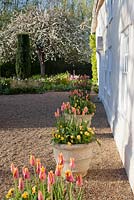 Containers outside house with Tulipa 'Ballade Dream' and Viola. Ulting Wick, Essex, Owner: Philippa Burrough