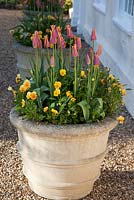 Container with Tulipa 'Ballade Dream' and Viola. Ulting Wick, Essex, Owner: Philippa Burrough