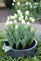 Tulipa 'Spring Greens' in decorative container. Ulting Wick, Essex. Owner: Philippa Burrough