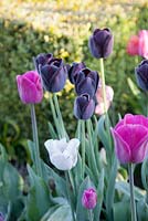 Mixed Tulipa 'Queen of the Night', Tulipa 'Barcelona'. Ulting Wick, Essex, Owner: Philippa Burrough