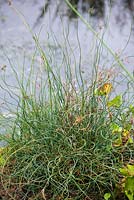 Juncus effusus 'Spiralis' - corkscrew rush planted near water, late summer, RHS Wisley