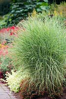 Miscanthus sinensis 'Morning Light', variegated eulalia grass, late summer, RHS Wisley