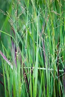 Panicum virgatum 'Heavy Metal', switch grass, late summer, RHS Wisley.