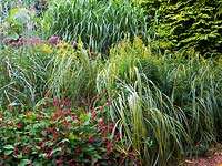 Spartina pectinata 'Aureomarginata' - gold-edged prairie cord grass and Persicaria amplexicaulis 'Firetail' - red bistort, late summer, Knoll Gardens.