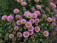 Erigeron glaucus 'Sea Breeze' - drought and salt tolerant perennial - Devon daisy