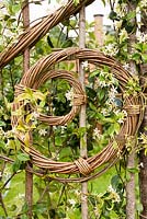 Woven wicker fence with flowering Trachelospermum jasminoides - star jasmine in the Belmond Enchanted Gardens at RHS Chatsworth Flower Show 2017. Designer: Butter Wakefield