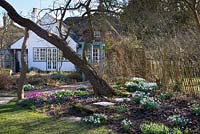 Looking towards the house with Cyclamen coum and snowdrops growing in the borders