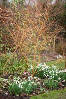 Galanthus 'Limetree' growing under Cornus sanguinea 'Midwinter Fire' - Dogwood