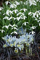 Iris reticulata 'Katharine Hodgkin' AGM with Galanthus 'Magnet' AGM and Ophiopogon planiscapus 'Nigrescens' - Black Mondo