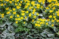 Eranthis hyemalis AGM. Winter aconite