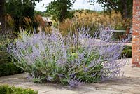 Perovskia atriplicifolia 'Blue Spire' on the terrace at Field's Farm