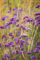 Verbena bonariensis - Argentinian vervain with Stipa gigantea