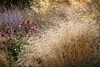 Deschampsia cespitosa 'Goldtau' - syn. Golden Dew with Echinacea purpurea and Stipa gigantea.