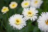 Leucanthemum superbum 'Shapcott Summer Clouds'. Shasta daisy