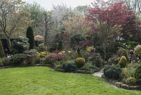 View of the garden with lawn and curved borders with Acer palmatum 'Osakazuki', topiary animals in golden yew Taxus baccata 'Semperaurea' and Juniperus squamata 'Blue Star'.