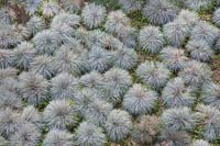 Festuca glauca 'Elijah Blue' - Mass planting seen from above - March, Portugal
