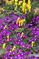 Narcissus cyclamineus with Primula 'Groenekan's Glorie'