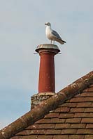 Herring gull on Driftwood garden chimney pot