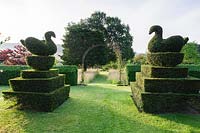 Topiary garden features yew clipped into peacocks and swans. Felley Priory, Underwood, Notts, UK