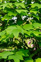 Alangium platanifolium. Felley Priory, Underwood, Notts, UK