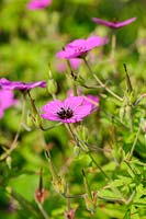 Geranium psilostemon. Felley Priory, Underwood, Notts, UK