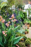 Water Canna 'Erebus' surrounded by pots of aloes and echeverias amongst lobelia, Salvia 'Mystic Spires Blue' and other tender and exotic looking shrubs.