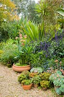 Pots of echeverias and aloes amongst lobelia, Salvia 'Mystic Spires Blue', water Canna 'Erebus', Doryanthes palmeri, the giant spear lily and other tender and exotic looking shrubs.