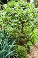 Laurus - Bay tree with corkscrew stem, grown and trained from seed.